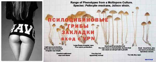 дмт Богданович